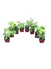 English ivy plants for sale  Delivered anywhere in USA 