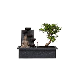 Plant box bonsai usato  Spedito ovunque in Italia 