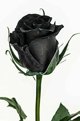 Buy4seeds seeds amazingly for sale  Delivered anywhere in UK