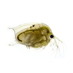 Swell live daphnia for sale  Delivered anywhere in UK