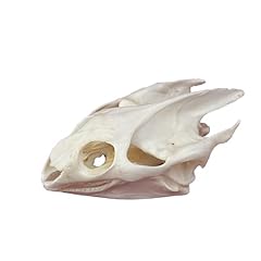 Taxidermy real animals for sale  Delivered anywhere in UK