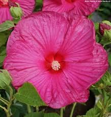 Luna rose hibiscus for sale  Delivered anywhere in USA 