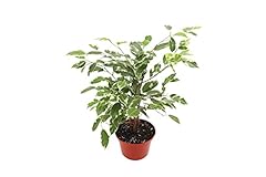 Ficus benjamina variegated for sale  Delivered anywhere in USA 