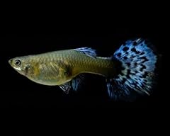 Female blue tail for sale  Delivered anywhere in USA 