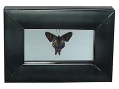 Brave wings taxidermy for sale  Delivered anywhere in UK
