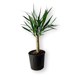 Andersen farms yucca for sale  Delivered anywhere in USA 