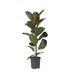 Plant box ficus d'occasion  Livré partout en France