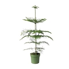 Plant box araucaria d'occasion  Livré partout en France