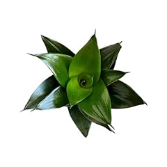 Snake plant jade for sale  Delivered anywhere in USA 