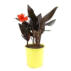 Canna lily lava for sale  Delivered anywhere in USA 