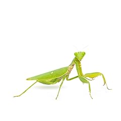 Giant african mantis for sale  Delivered anywhere in UK