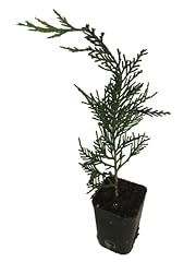Eunivus leyland cypress for sale  Delivered anywhere in USA 