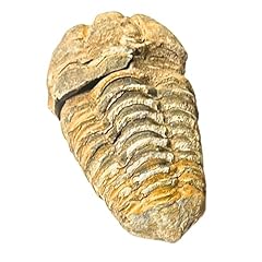 Trilobite fossil authentic for sale  Delivered anywhere in USA 