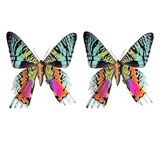 Real sunset moth for sale  Delivered anywhere in USA 