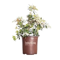 Mountain snow pieris for sale  Delivered anywhere in USA 