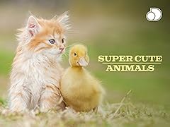 Super cute animals for sale  Delivered anywhere in USA 