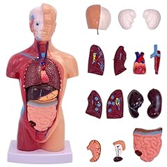 Tazzor teilig anatomie gebraucht kaufen  Wird an jeden Ort in Deutschland