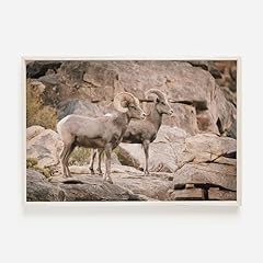 Desert big horn for sale  Delivered anywhere in USA 