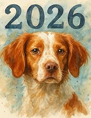 Brittany spaniel portrait for sale  Delivered anywhere in UK