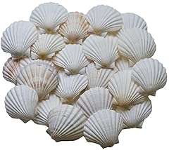 Scallop shells cooking for sale  Delivered anywhere in USA 