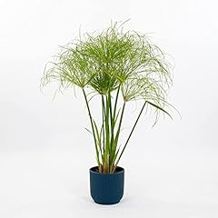 Pianta vera cyperus usato  Spedito ovunque in Italia 