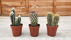 Cactus cacti mix for sale  Delivered anywhere in UK