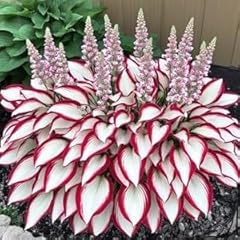 200 fire ice for sale  Delivered anywhere in USA 