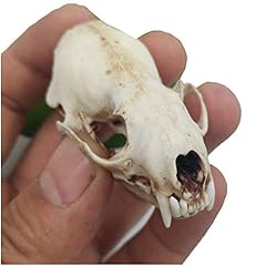 Wlcbwyf weasel skull for sale  Delivered anywhere in UK