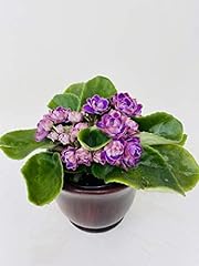Novelty african violet for sale  Delivered anywhere in USA 