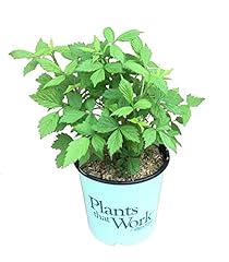 Premier plant solutions for sale  Delivered anywhere in USA 