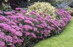 Sedum spectabile autumn for sale  Delivered anywhere in UK