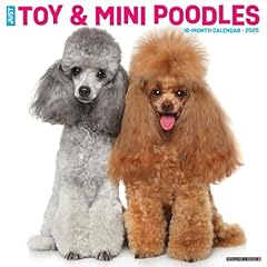 Toy miniature poodles for sale  Delivered anywhere in UK