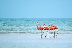 Flamingos wading ocean for sale  Delivered anywhere in USA 