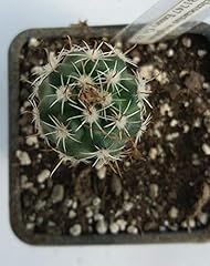 Portal cool sclerocactus usato  Spedito ovunque in Italia 