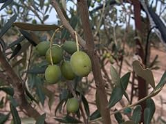 Pianta ulivo bella usato  Spedito ovunque in Italia 