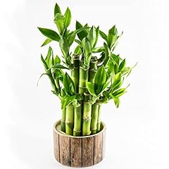 Graines plantes bambou d'occasion  Livré partout en France
