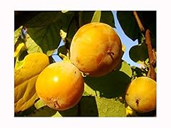 American persimmon diospyros for sale  Delivered anywhere in UK