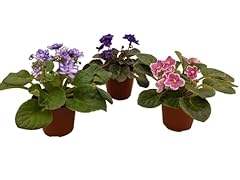 Generic african violets for sale  Delivered anywhere in USA 