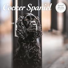 Cocker spaniel deluxe gebraucht kaufen  Wird an jeden Ort in Deutschland