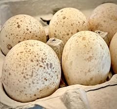 Fresh fertile eggs for sale  Delivered anywhere in USA 