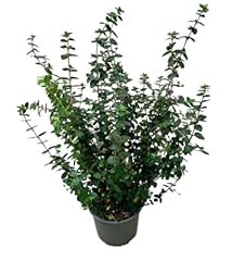 Chilean guava ugni for sale  Delivered anywhere in UK