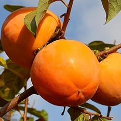 Persimmon tree planting for sale  Delivered anywhere in USA 