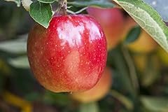 Malus braeburn 150 gebraucht kaufen  Wird an jeden Ort in Deutschland