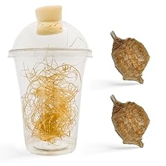 Praying mantis ootheca for sale  Delivered anywhere in USA 