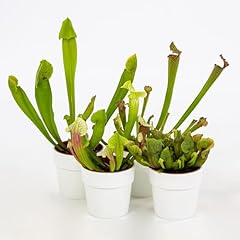Pianta vera sarracenia usato  Spedito ovunque in Italia 