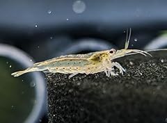 Amano shrimp freshwater for sale  Delivered anywhere in UK