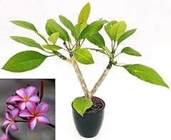 Powers flowers plumeria usato  Spedito ovunque in Italia 