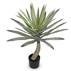 Briful large agave for sale  Delivered anywhere in USA 