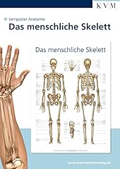 Anatomie lernposter menschlich gebraucht kaufen  Wird an jeden Ort in Deutschland