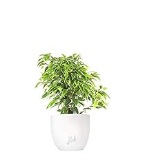 Ficus benjamin pianta usato  Spedito ovunque in Italia 